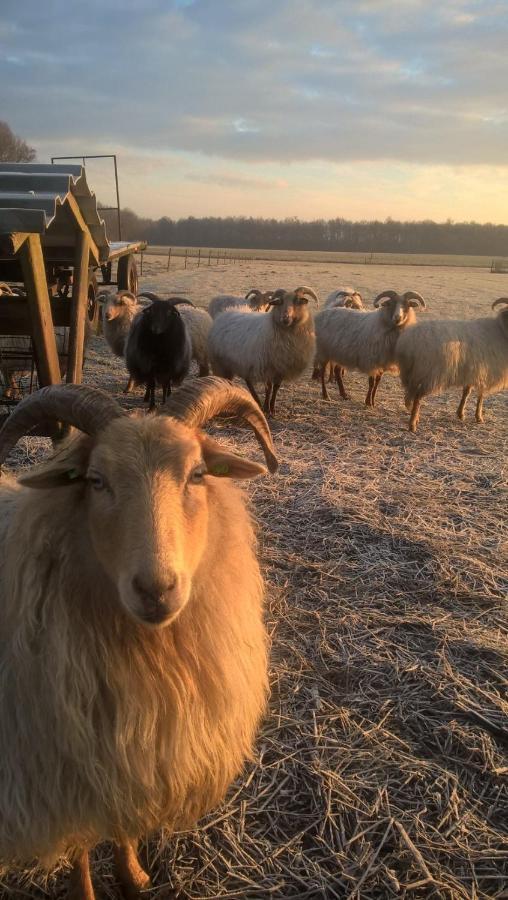 Boerderijkamer Korenbloem Bed & Breakfast Onstwedde