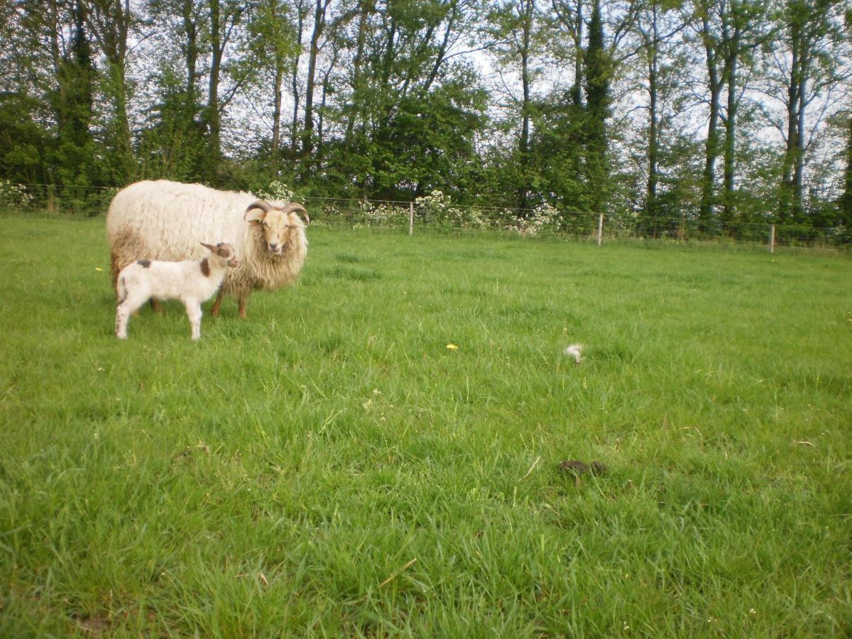 Bed & Breakfast Boerderijkamer Korenbloem *